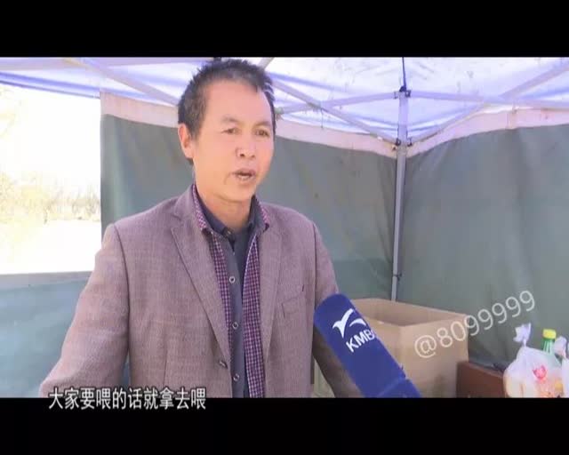 老板留下鸥粮供游客投喂5