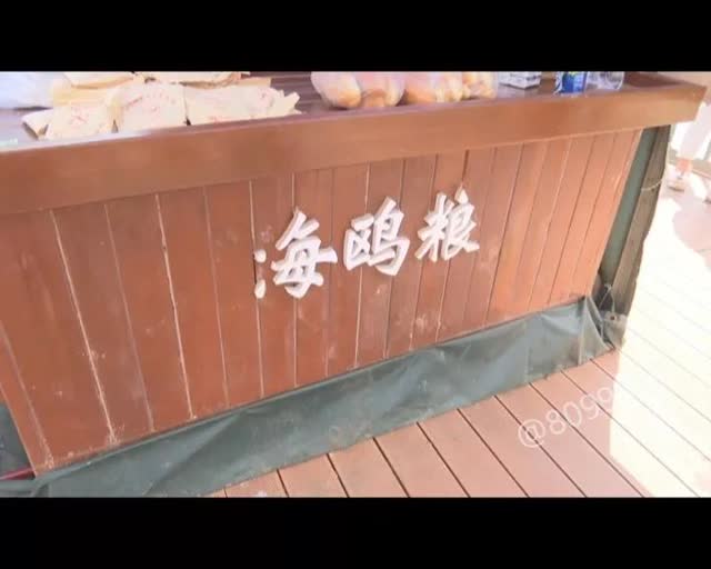 老板留下鸥粮供游客投喂7