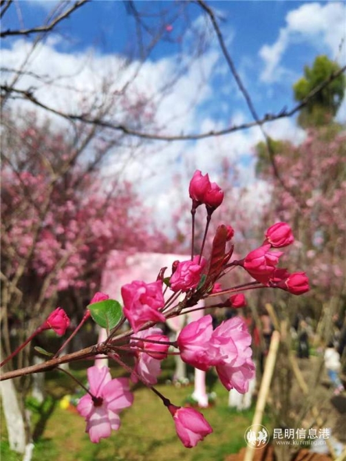 垂丝海棠绽放。