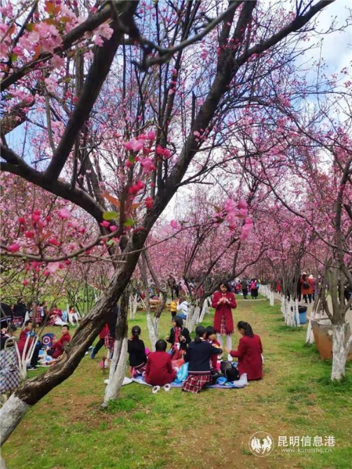 垂丝海棠大道。