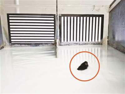 “夜视眼药水” 治色盲有戏