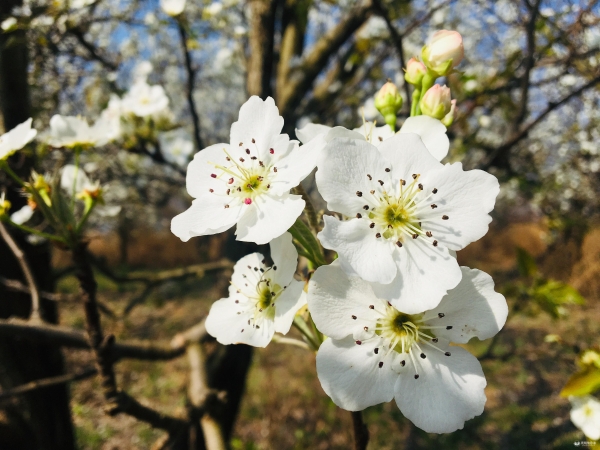 图6:美丽的梨花 图6:美丽的梨花