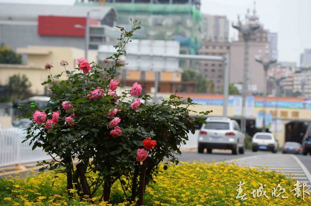 北京路变“月季大道”