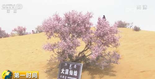 蒙古扁桃花绽放腾格里沙漠