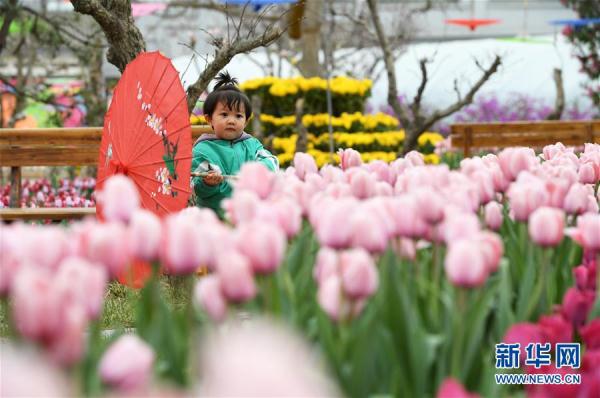 郁金香绽放田园 郁金香绽放田园