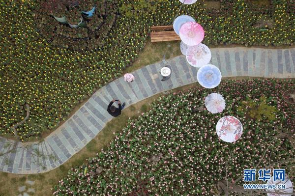 郁金香绽放田园 郁金香绽放田园