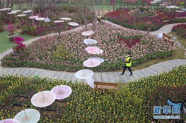 郁金香绽放田园 郁金香绽放田园