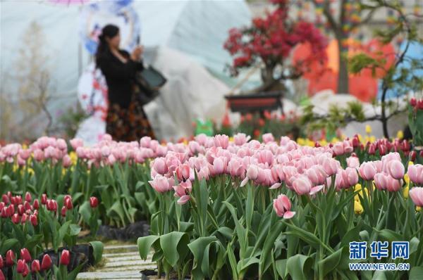 郁金香绽放田园 郁金香绽放田园