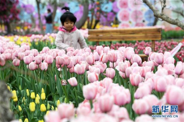 郁金香绽放田园 郁金香绽放田园