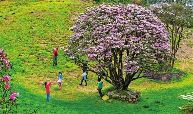 青青金佛山 呦呦福南川