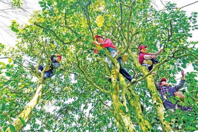 青青金佛山 呦呦福南川