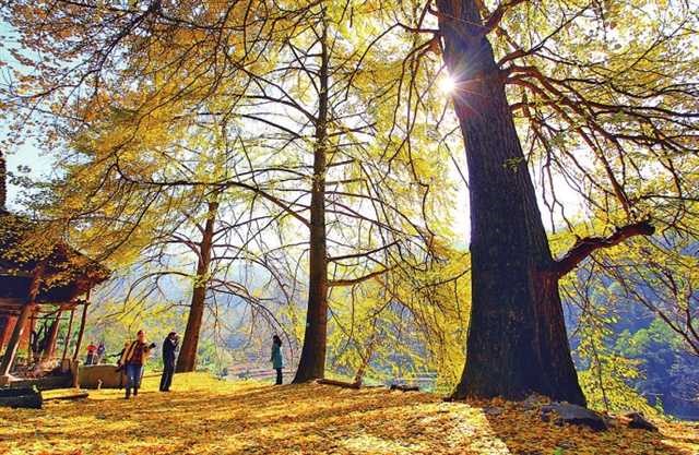 青青金佛山 呦呦福南川