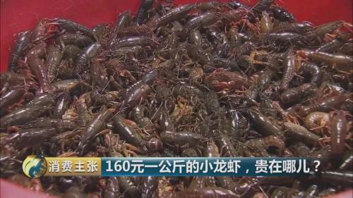 全民出动,远赴云南抢小龙虾!160元一公斤都挤破头,究竟为虾米?
