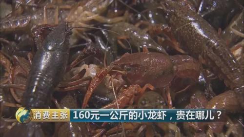 全民出动,远赴云南抢小龙虾!160元一公斤都挤破头,究竟为虾米?