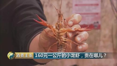 全民出动,远赴云南抢小龙虾!160元一公斤都挤破头,究竟为虾米?