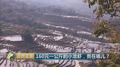 全民出动,远赴云南抢小龙虾!160元一公斤都挤破头,究竟为虾米?