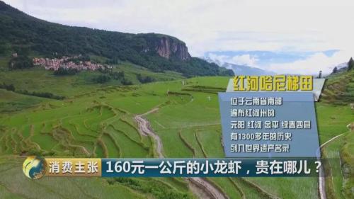 全民出动,远赴云南抢小龙虾!160元一公斤都挤破头,究竟为虾米?