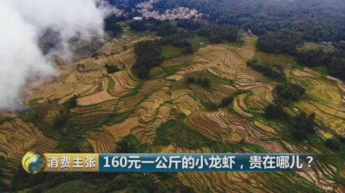 全民出动,远赴云南抢小龙虾!160元一公斤都挤破头,究竟为虾米?