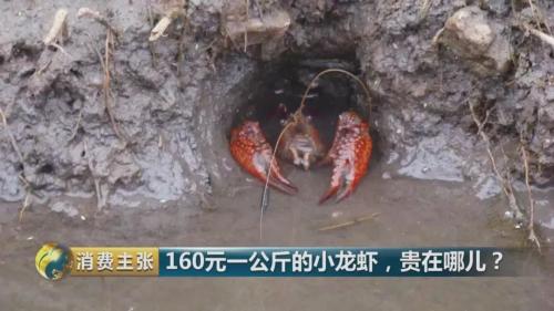 全民出动,远赴云南抢小龙虾!160元一公斤都挤破头,究竟为虾米?