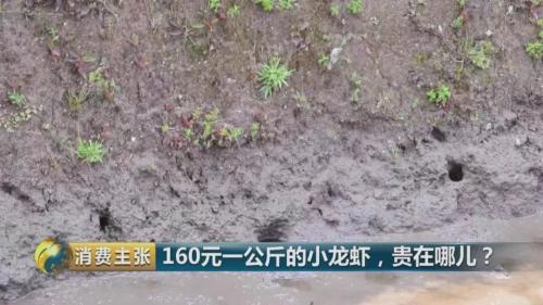 全民出动,远赴云南抢小龙虾!160元一公斤都挤破头,究竟为虾米?