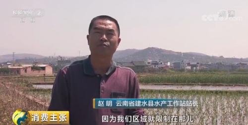 全民出动,远赴云南抢小龙虾!160元一公斤都挤破头,究竟为虾米?