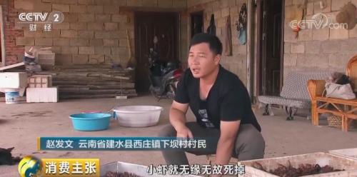 全民出动,远赴云南抢小龙虾!160元一公斤都挤破头,究竟为虾米?