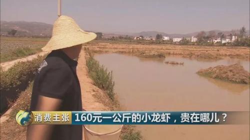 全民出动,远赴云南抢小龙虾!160元一公斤都挤破头,究竟为虾米?