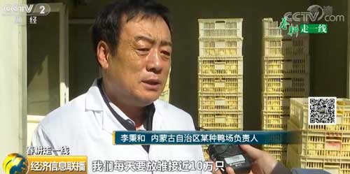 【春耕走一线】产量高更要品质好 水禽自主育种前景广阔