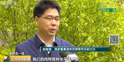 【春耕走一线】产量高更要品质好 水禽自主育种前景广阔