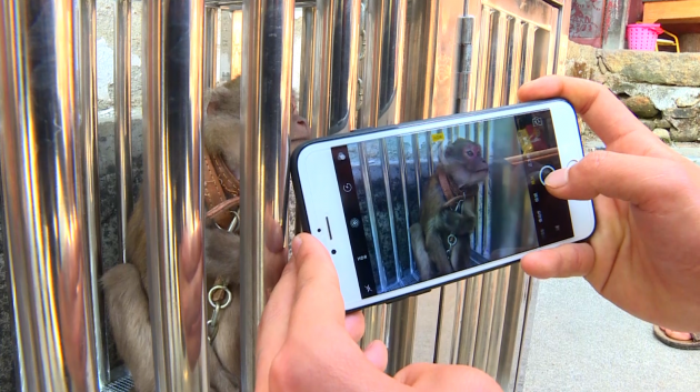 熊猴萌态“抢镜”惹人爱(龙陵县电视台提供)