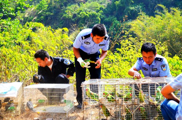 放生野生鸟类 - 副本