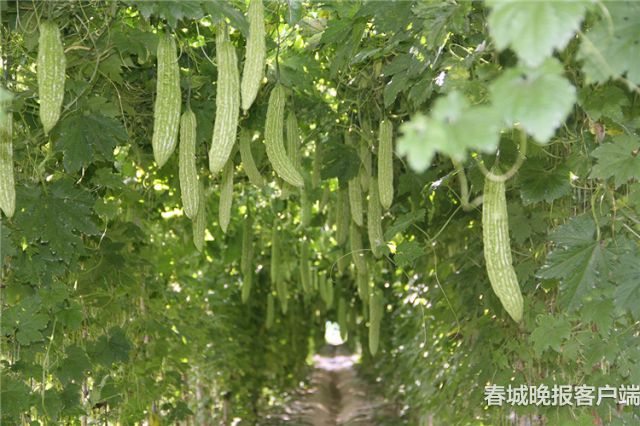 施甸苦瓜 崔敏 通讯员 杨连武 摄