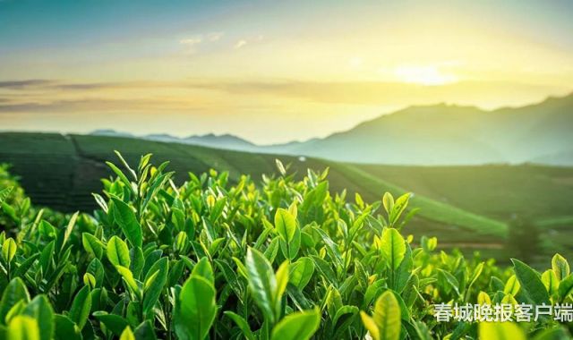 关于命名茶树为昌宁县县树 云南山茶为昌宁县县花的公告