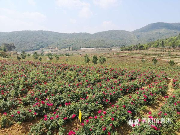 万亩花田令人迷醉