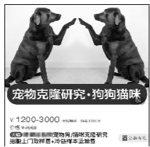 38万克隆宠物狗?专家认为没必要