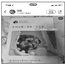 38万克隆宠物狗?专家认为没必要