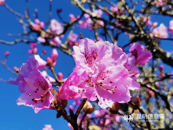 为了迎接“五一”假期,轿子雪山推出了一系列的活动。 为了迎接“五一”假期,轿子雪山推出了一系列的活动。