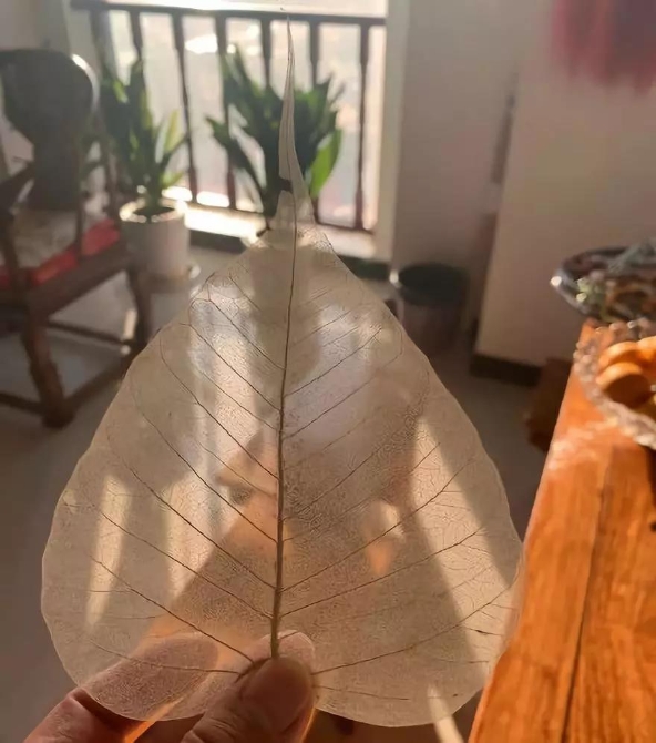 菩提叶画的叶片筋络