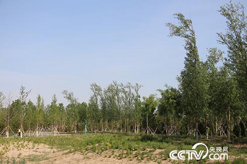 “千年秀林”不仅改变着雄安新区的景色和生态，还为当地村民提供者就业岗位。（徐辉/摄）