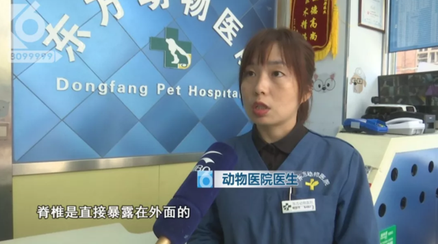 令人发指！宠物狗被砍3刀，还在伤口上撒辣椒面