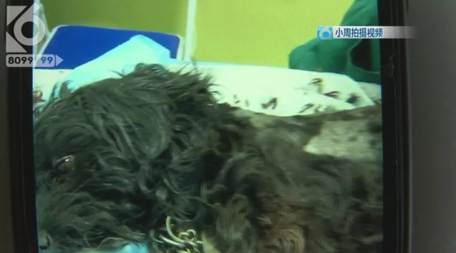 令人发指！宠物狗被砍3刀，还在伤口上撒辣椒面