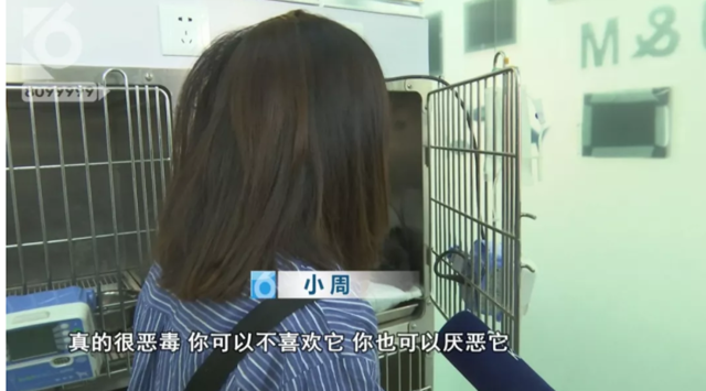 令人发指！宠物狗被砍3刀，还在伤口上撒辣椒面