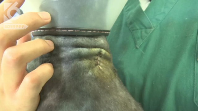 令人发指！宠物狗被砍3刀，还在伤口上撒辣椒面