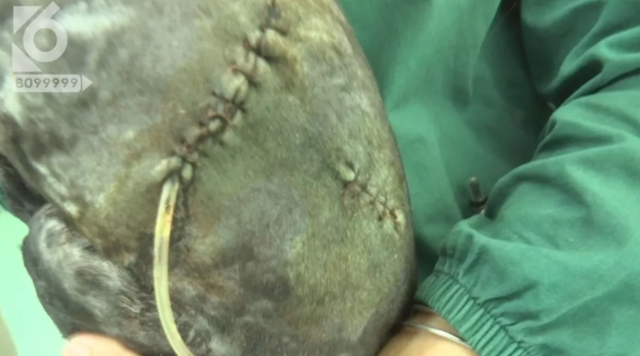 令人发指！宠物狗被砍3刀，还在伤口上撒辣椒面