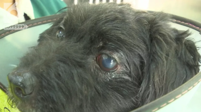 令人发指！宠物狗被砍3刀，还在伤口上撒辣椒面