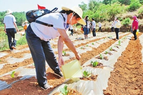 税务干部正在浇烟抗旱。 税务干部正在浇烟抗旱。