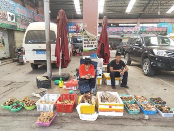 今年野生菌少,卖的人也少。 今年野生菌少,卖的人也少。