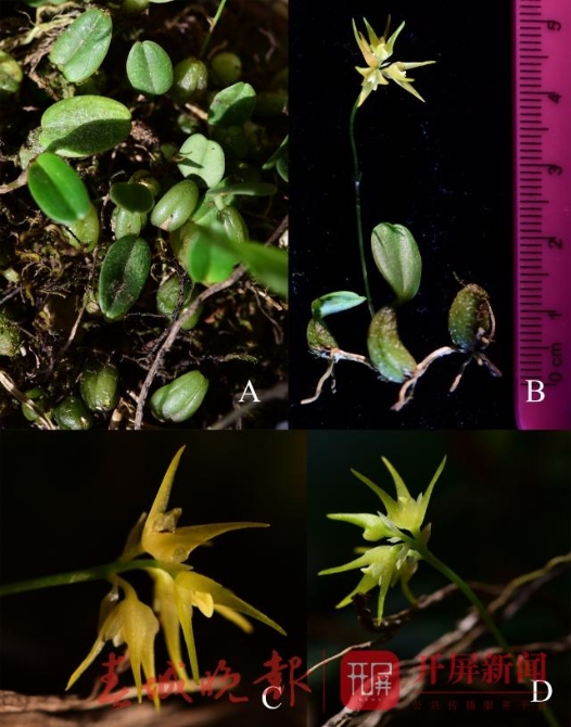 科研人员发现中国兰科石豆兰属一新种