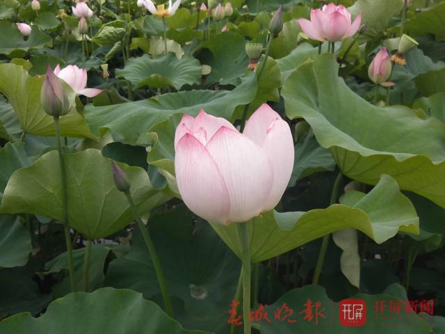 宜良荷花开了，50亩荷花都是太空莲