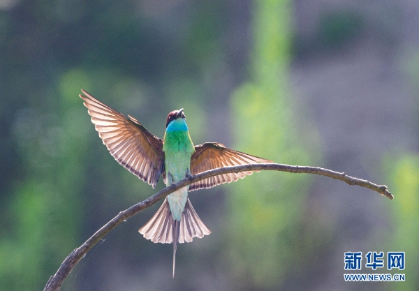 145540_600x600.jpg?1559702188932